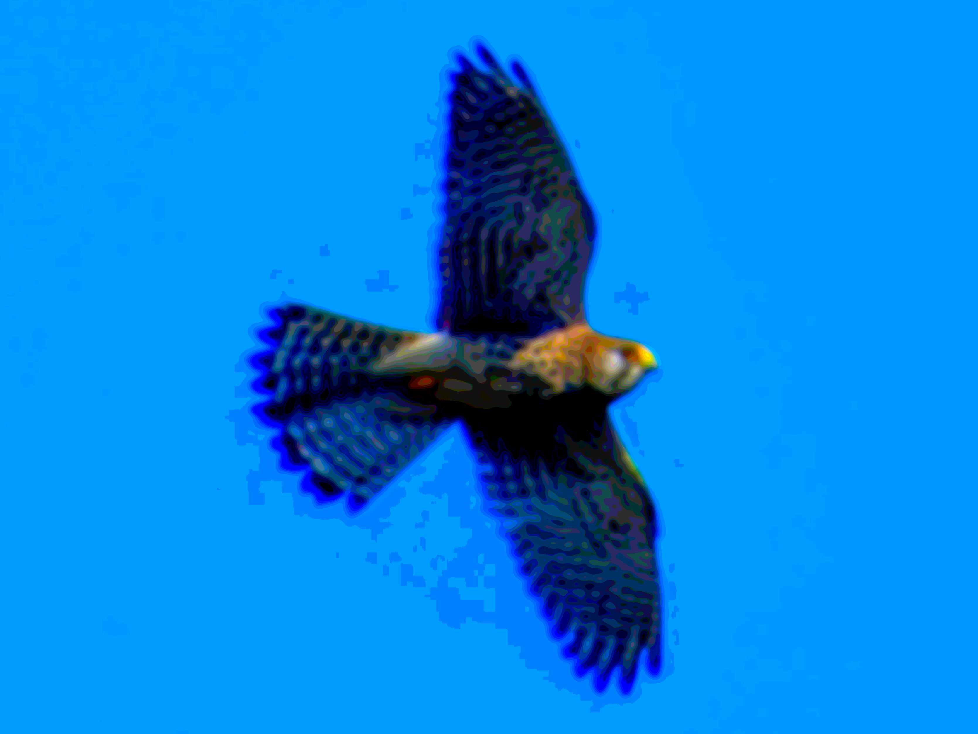 A heavily compressed photo of a peregrine falcon